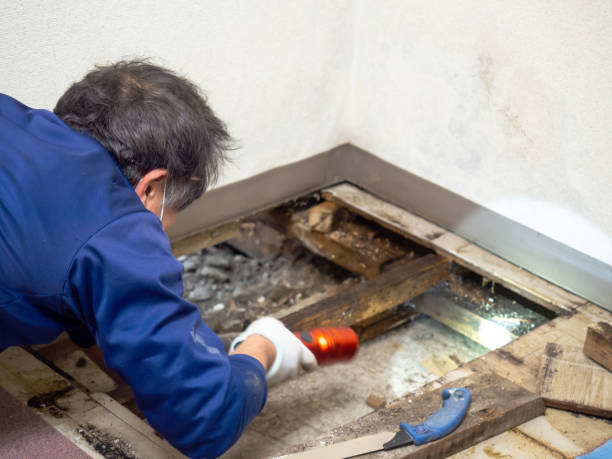 Best Mold Testing and Inspection Services in Wade Hampton, SC