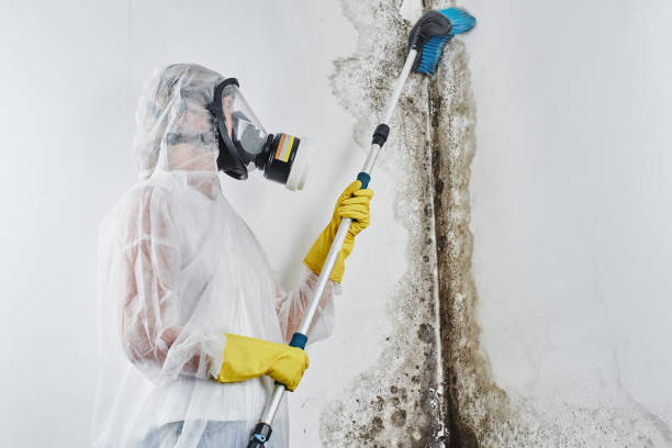Best Mold Testing and Inspection Services in Wade Hampton, SC