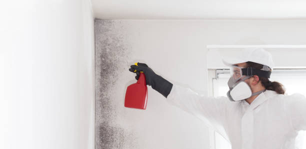 Best Mold Remediation for Schools in Wade Hampton, SC