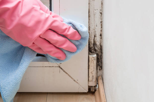 Best White Mold Remediation in Wade Hampton, SC