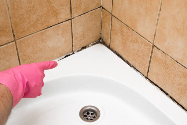 Best Commercial Mold Remediation in Wade Hampton, SC