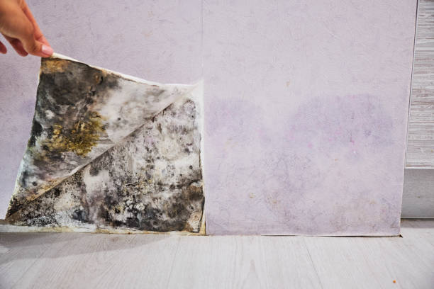 Best Localized Mold Remediation (e.g., coastal areas, humid climates) in Wade Hampton, SC
